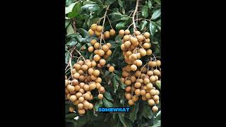 longan tropical fruit tree of the soapberry family longan [upl. by Dnomad763]