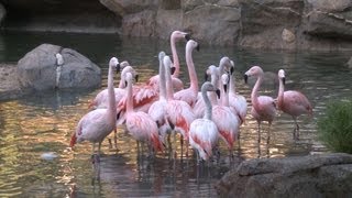 Flamingos Move into Their New Habitat [upl. by Iat]