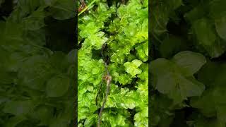 Plagiomnium ciliare big leafed moss on the Trillium trail of Giant city state park [upl. by Benzel]