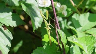 Mantis religiosa Mantide religiosa [upl. by Anirba]