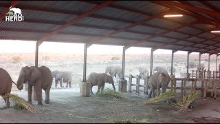 Behind the Scenes The Elephant Homestead 🌿 [upl. by Yerggoeg]