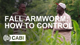 Fall Armyworm How to Control [upl. by Spearman]