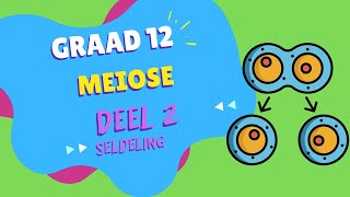 Meiose DEEL 2 [upl. by Tiffani]