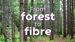 Sustainable Wound Care  From Forest to Fibre [upl. by Meade675]