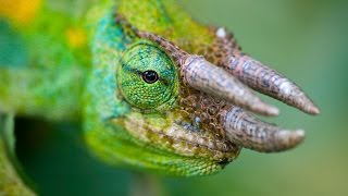 RARE 3 Horned CHAMELEON [upl. by Fredra]