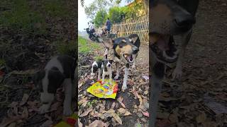 Stray dogs raise their puppies with great difficulty we should help them shorts americandog dog [upl. by Riabuz]