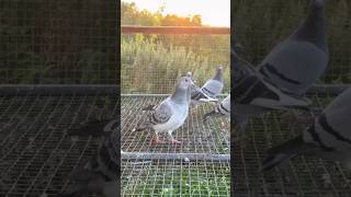 Super Grizzle Male Pigeon pigeonracing kabootar kalapati birds güvercin pigeon racingpigeon [upl. by Boudreaux]