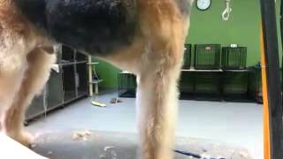 Grooming a pet Airedale Terrier [upl. by Otrebmuh868]