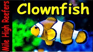 Keeping Ocellaris Clownfish [upl. by Halac]