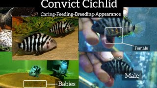 Convict CichlidCare Feeding Breeding Appearance Factseasiest cichlid fish to breedTamilEshwar G [upl. by Barbur]