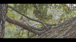 A Glimpse of Cuteness  Black Crested Tufted Titmouse great lighting to see pretty coloration [upl. by Elwaine696]