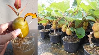 How to grow Kiwi trees with kiwi fruit in water  Amazing Skills [upl. by Ferreby]