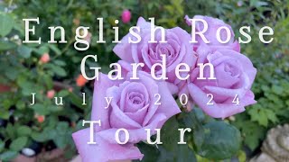 English Rose Garden Tour  Rating Roses For Strength of Scent  David Austin Roses and Much More [upl. by Esadnac920]