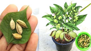 Tips for growing Cardamom from seeds how to grow elaichi [upl. by Frymire]