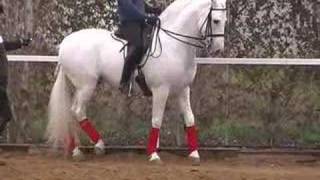 Andalusian PRE studPSGGP stallion WWWHORSESPRECOM [upl. by Eenyaj]