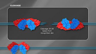 What is a Type III Restriction Enzyme [upl. by Noirod]