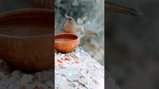 Streaked Laughingthrush feeding shortvideo shorts nature [upl. by Beare506]