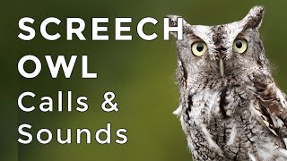 Eastern Screech Owl Sounds Learn their TWO haunting calls 2024 [upl. by Eyot]