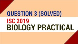 Question 3 Solved  Nerium Leaf Slide Preparation ISC 2019 Biology Practical [upl. by Esbenshade]