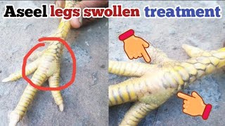 Aseel murga legs swollen treatment  Aseel murge ki pairon ki sujan ka ilaj  Aseel legs treatment [upl. by Hildagarde]