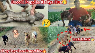 Coco K Puppies Ka Kya Hua🐶 Doctor N Kya Bataya😢 Rock Attack Fake Fight😱 [upl. by Adlesirc]