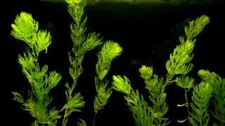 Coontail Ceratophyllum demersum Aquatic Plant Growth Time Lapse  Hornwort [upl. by Joela226]