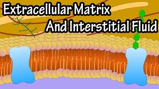 Extracellular Matrix And Interstitial Fluid  What Is The Extracellular Matrix [upl. by Ahtibat]