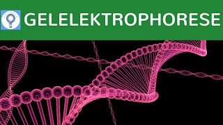 Gelelektrophorese am Beispiel der DNA einfach erklärt  Aufbau Ablauf amp Praxisbeispiele  Analyse 1 [upl. by Ashmead]