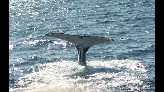 Aflevering 5 St Lucia Whale watching ZuidAfrika [upl. by Eladnar920]