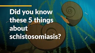 Did you know these 5 things about schistosomiasis [upl. by Hultin470]