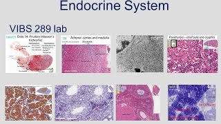 Medical School Histology Basics  Endocrine System [upl. by Oirevlis674]