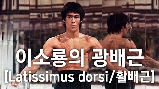 이소룡의 광배근BRUCE LEE  Latissimus dorsi활배근 [upl. by Harl]