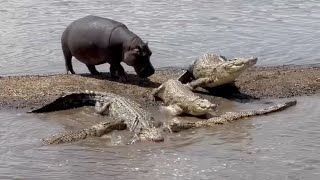 Hippo shows crocodiles whos the real boss [upl. by Aitnohs638]