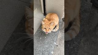 🐱 Gato pidiendo en la puerta del Súper Final Apoteósico 😍 [upl. by Suivart958]