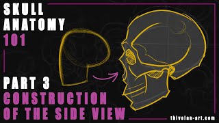 SKULL ANATOMY 101 Side View Construction [upl. by Redna23]