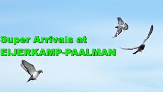 SUPER PIGEON ARRIVALS AT EIJERKAMP PAALMAN [upl. by Arual]