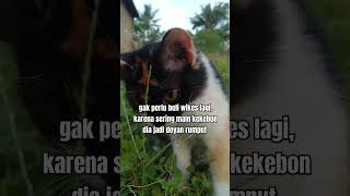 kucing HERBIVORA kucinglucu [upl. by Sheba]