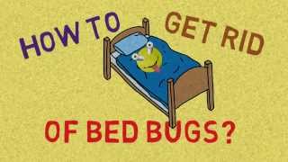 AMAZING How To Get Rid of Bed Bugs At Home Yourself Fast [upl. by Lemyt750]