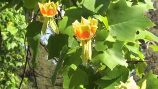 Liriodendron Tulipifera  A flor de maio  The flower of May [upl. by Sukcirdor]