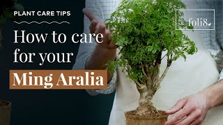 Ming Aralia Plant Care Tips 🌿 Polycias fruitcosa houseplant [upl. by Rehpotisrhc761]