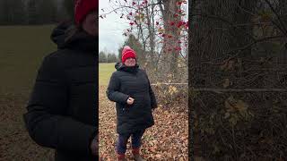 Taste Testing Wild Highbush Cranberries tastetest foraging homesteading countryliving [upl. by Mannes877]