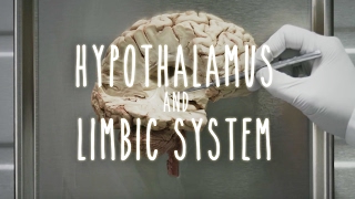 Neuroanatomy S1 E4 Hypothalamus and Limbic System neuroanatomy ubcmedicine [upl. by Niveb]