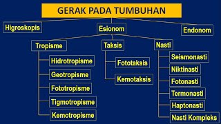 Gerak Pada Tumbuhan Nasti Tropisme Taksis  Peta Konsep  Movement of Plants  Concept maps [upl. by Ahsinor268]