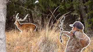 AXIS Deer Hunting in Texas Bowhunting Exotic Game [upl. by Crelin391]