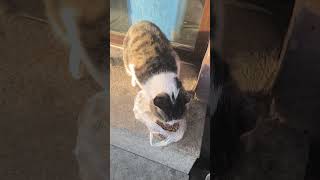 Feeding homeless cat [upl. by Naelopan]