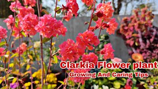 How To Grow And Care Clarkia Flower plant [upl. by Yeniar915]