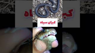 کبرای سیاه walterinnesiamorgani blacksnake shorts cobra nature hiking elapidae snake [upl. by Averyl]