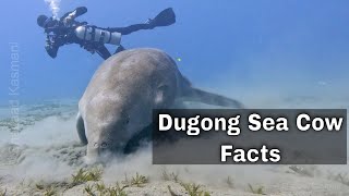 Dugong Sea Cow  Facts [upl. by Leilani]