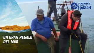 ¡Pancho Saavedra pescó una albacora gigante Lugares que Hablan Canal 13 [upl. by Ettegirb701]