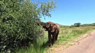 Пиланесберг Pilanesberg National Park safari South Africa [upl. by Ellevel]